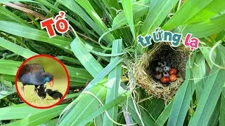 Bất Ngờ Những Quả Trứng Lạ Ở Tổ Chim Ngoài Vườn Và Tin Vui - Trích Cồ Đã Được 2 Trứng / Quế Nghịch