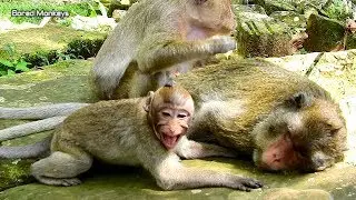 Oh god,Sherri extremely cry loudly angry mom Merry rejected her milk time,Merry weaning baby