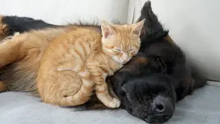 Rescued Kitten Refuses To Sleep Without His Beloved German Shepherd