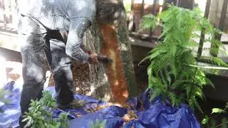 Stem canker surgery on a coast live oak in Carmel, CA