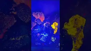 My #UV reactive #Mineral collection. #minerals #UVreactive #fluorescent #crystals #crystal