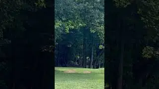 Hitting the poll on a par 4! #discgolf #goliathdiscs #enoch #par4 #eagle @GoliathDiscs