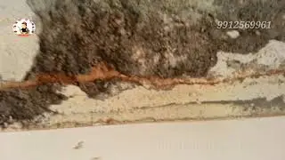 Anti Termite white ants Problem | Pest Control Services Amarnath.S | Cell  9912569961 |