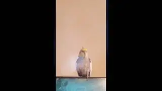 Burp Burping Cockatiel, Cuteness Alert 📢 🥰🥰🥰 #shorts #birb
