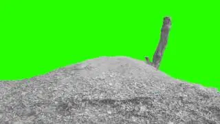 forest alone tree in green screen free stock footage