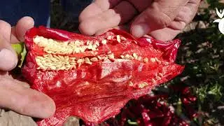 Altos rendimientos con algas marinas en cultivo de paprika 🌶️ - Parte  3