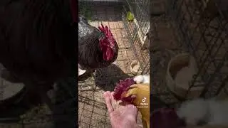 Introduction to the Alpha Bachelor Flock