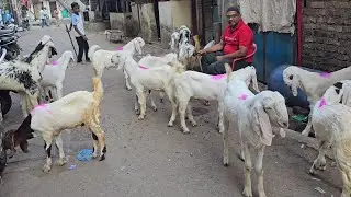 Dhamaka Quality Offer🔥200%Banega Sojat Goat Kids Looto Aur Shouk Karo || Ali Bhai Bhiwandi Mumbai ||