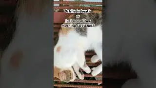 Cat in Heat: Understanding Feline Behavior 🐾😼 #CatInHeat #FelineHeat #CatBehavior #viral #catlover