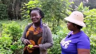 AGRI SHOW -  LES AROMATES  BY AMELIE DITA