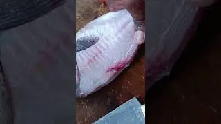സാഫിനെ എങ്ങനെ മുറിക്കുന്നെന് കാണാം😊 #safifish #safifishcutting #safi