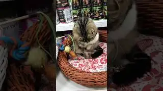 Афина начинает жизнь обычной кошки и вспомнила, как любит играть #врек #спасёныш #помощьбездомным