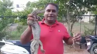 गोईरा ओर चन्दन गोईरा के बारे मे महत्वपूर्ण जानकारी सर के द्वारा