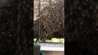Baldwin County Alabama bee removal from a live oak tree
