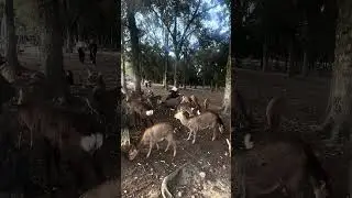 Calm Deer Nature Japan 自然の鹿