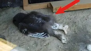 Why Do Owls Sleep Like That? | Bizarre Sleeping Habits of the Animal Kingdom | Wildlife Documentary