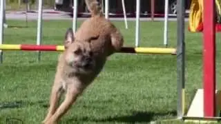 Trailer Agility Meeting 2015 HSVO in Steg VS