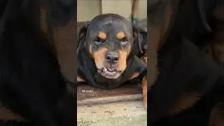 just dog barking sound angry 😠 😡 👿 #angrypuppy #rottweiler #funnyanimal #Rottweiler #barking