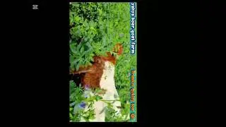 Boer kids #meatmarket #eid #breeding 