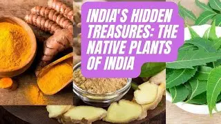 India's Hidden Treasures: The Native Plants of India
