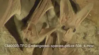 CM0093 TFC Endangered  species pt6 cr 504 4 Proxy
