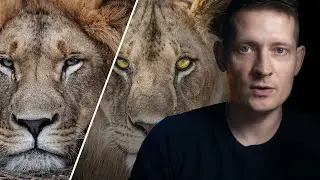 The Secret Steps to Edit Wildlife Photos in Photoshop!