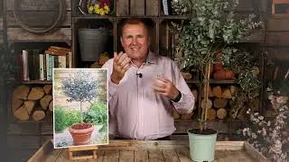 Eucalyptus Gunnii Standard with Peter McDermott