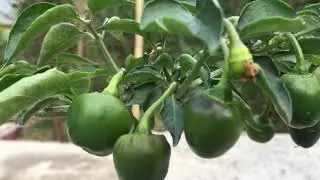 Round pepper in Rooftop | Dolle Khorsani | Red chilli Sikkim | EP 4