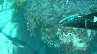 spearfishing sydney silver drummer 76cm kimil8000  ATC9K