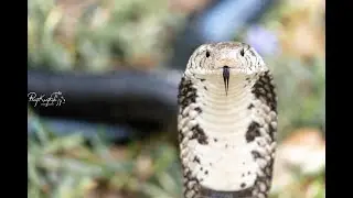 Highly venomous Snake!!!........is it aggressive or...........?