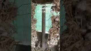Garlic G1 , Lehsan Farming, Narc G1 Garlic