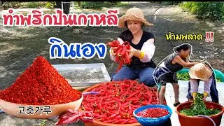 ทำพริกป่นเกาหลีกินเอง สีสวยมาก/ EP.194/เข้าสวนเก็บพริก/สะใภ้เกาหลี by Korean