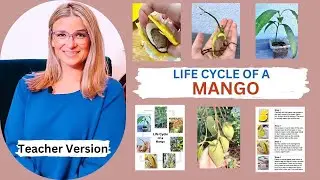 Life Cycle of a Mango | Teacher Version | Growing mango trees from seed #mango #mangoseed