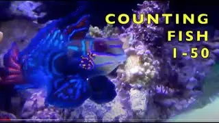 COUNTING FISH SONG  (1- 50)  Learn ENGLISH VOCABULARY for KIDS  StayHome#WithMe