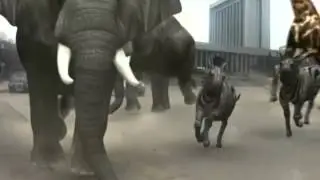 Baku zoo. FX Guru