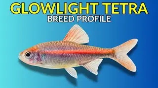 Glowlight Tetra Care Guide | Tank Setup  Feeding  Breeding & Lifespan