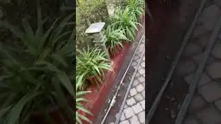 Lovely fresh plant 🪴 represents peace #youtubeshorts #instagram #peace #relaxing #trending #plants
