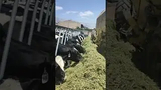 Peaceful Feeding Time on the Farm 🐮🌾