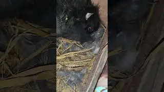 lain head new baby ..rabbit