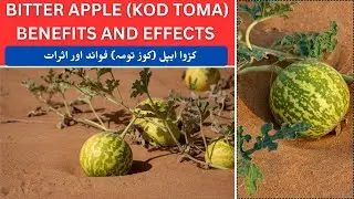 Bitter Apple (Kod toma) Benefits and effects || کڑوا ایپل (کوڑ تومہ) فوائد اور اثرات