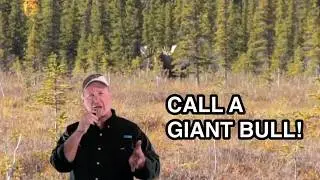 What Happens When a Moose Answers Your Call?