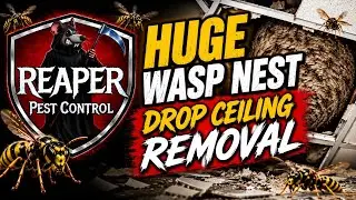 Newington CT Pest Control Reaper Pest Control Wasp Nest Removal 