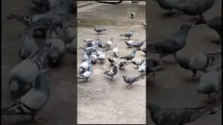 Flock Of Pigeons #shorts #youtubeshorts  #shortsvideo