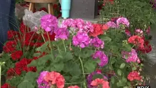 The New Twist to Flower Day with Eastern Market on Live in the D