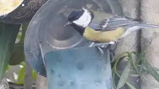 La M&eacute;sange charbonni&egrave;re &agrave; la mangeoire N&deg;6. The Great Tit at feeder No. 6.