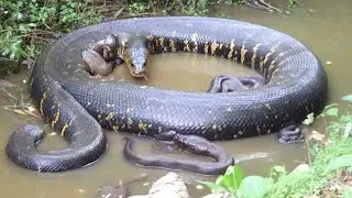 Выживание, написанное в весах