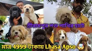 Serampore Pet Market 💥| Recent Dog Puppy Price Update🔥 | Lhasa Apso Starts From 4999 🤯