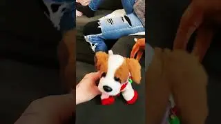 This is Charlie my Saint Bernard elf  pet