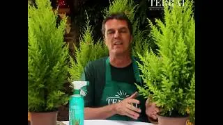 Cuidados com seu pinheiro de Natal - Terral Jardinagem