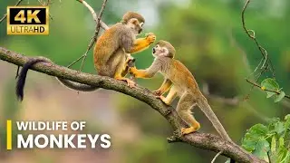 Wildlife Of  Monkeys  | Ultra HD net geo wild documentary | wildwide life